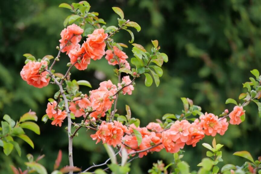 Chaenomeles 'Double Take Peach' (Spring Meadow Nursery)