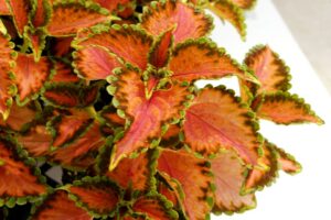 Coleus 'Peach Julep' (Terra Nova Nurseries)