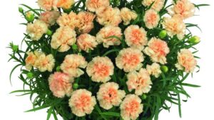HilverdaFlorist, Dümmen Orange Discontinue Exclusive Licensing Agreement for Potted Dianthus