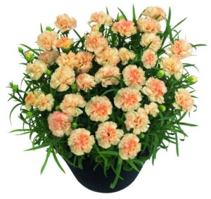Dianthus 'Odessa Bling Bling' (Dümmen Orange)
