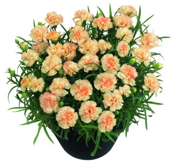 Dianthus 'Odessa Bling Bling' (Dümmen Orange)