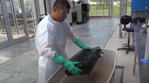 Dipping Unrooted Vegetative Cuttings to Reduce Incoming Pest Populations