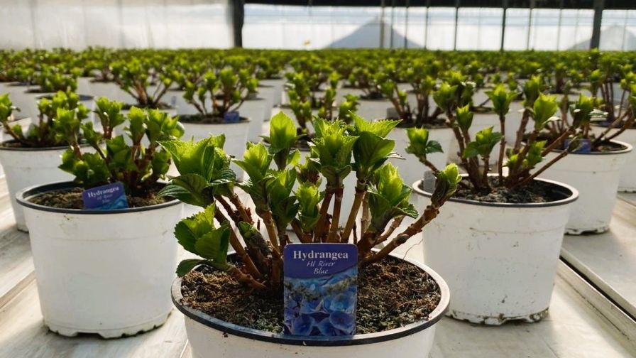 Growers Examples New Partnership Aims to Enhance Hydrangea Production and Availability ...