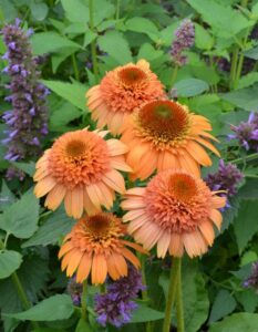 Echinacea 'Supreme Cantaloupe' (Terra Nova Nurseries)