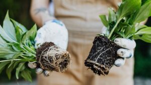 6 Tips on Combatting Fungus in Perennials