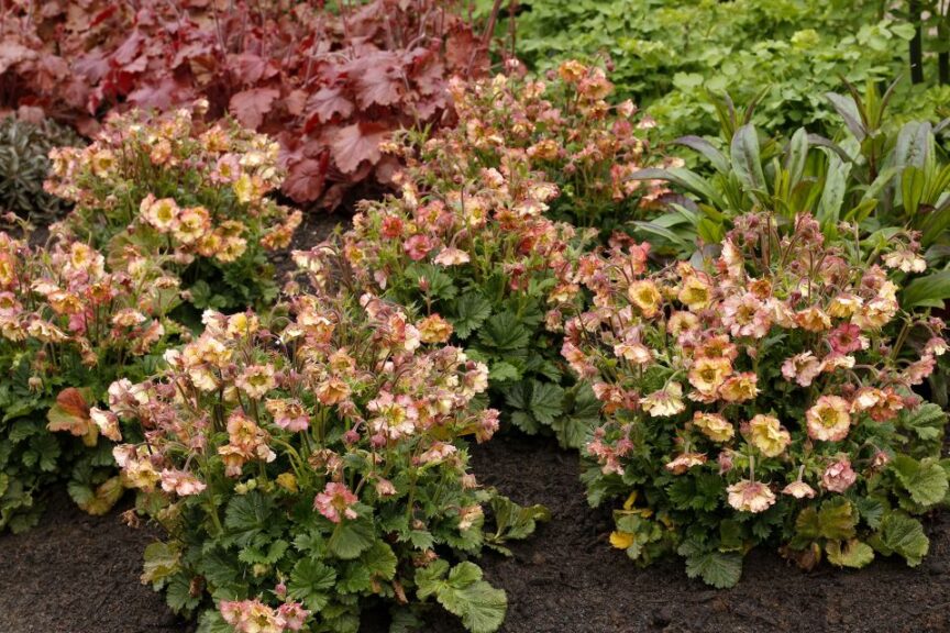 Geum 'Pretticoats Peach' (Terra Nova Nurseries)