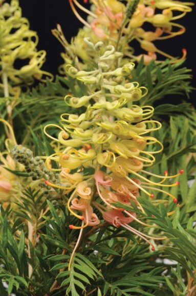 Grevillea 'Peaches and Cream' (Star Roses and Plants)