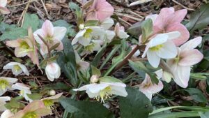 Allan Armitage on Why the Spring Shoulder Is a Time of Pleasant Anticipation