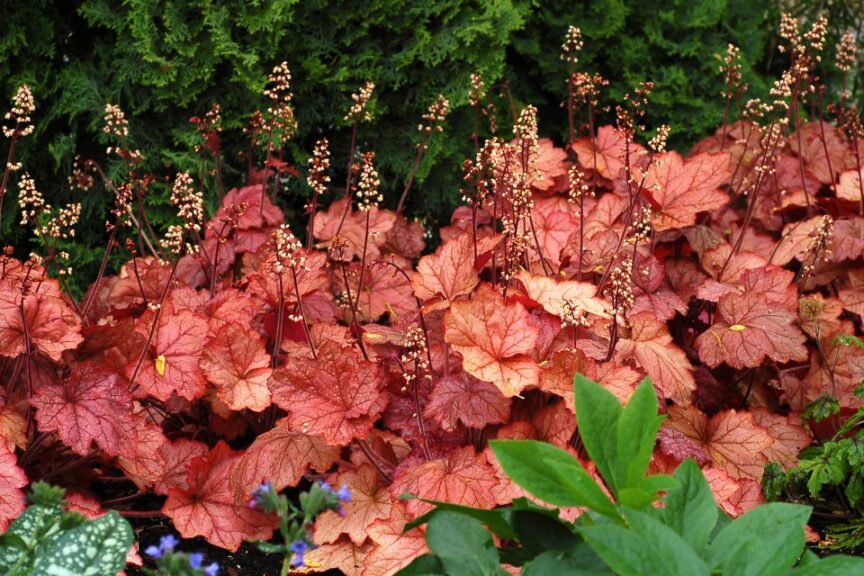 Heuchera 'Georgia Peach' (Terra Nova Nurseries)