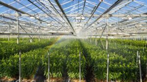 How to Prepare Your Greenhouse Business for Possible Interruptions