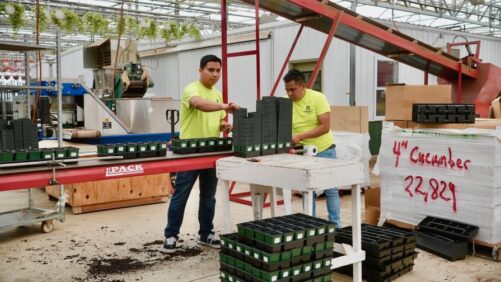 Training, Development, and H-2A Are Pivotal in the Greenhouse Labor Market