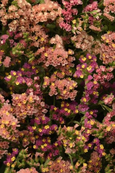 Limonium 'QIS Apricot' (PanAmerican Seed)