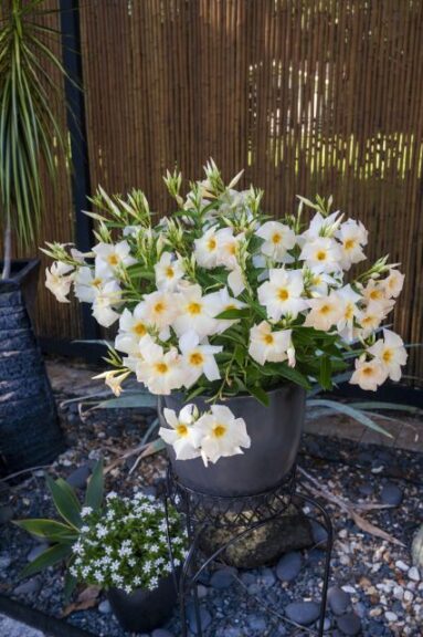 Mandevilla 'Sun Parasol Apricot' (Suntory Flowers)