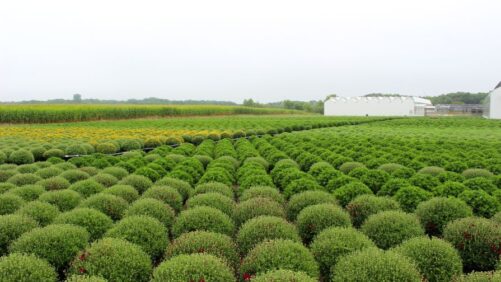 Best Practices for Growing Garden Mums and Pot Mums