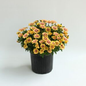 Osteospermum 'Blushing Beauty' (Ball FloraPlant)