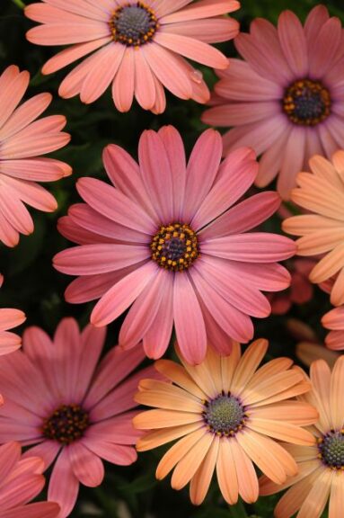 Osteospermum 'Serenity Rose Magic' (Ball FloraPlant)