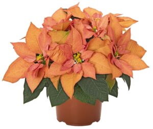 Poinsettia 'Autumn Leaves' (Dümmen Orange)