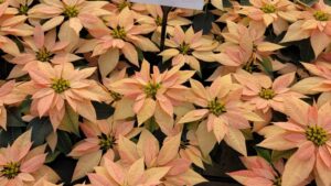 Pink, Patterns Among Biggest Trends at 2023 Poinsettia Trials