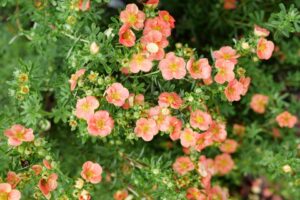 Potentilla 'Happy Face Orange' (Spring Meadow Nursery)