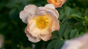 8 Peachy Keen Varieties for Pantone Color of the Year