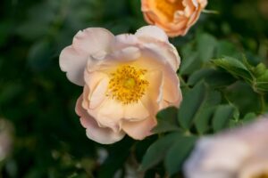 Rosa 'Above and Beyond' (Bailey Nurseries)