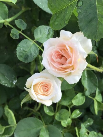 Rosa 'Brindabella Dawn' (Suntory Flowers)