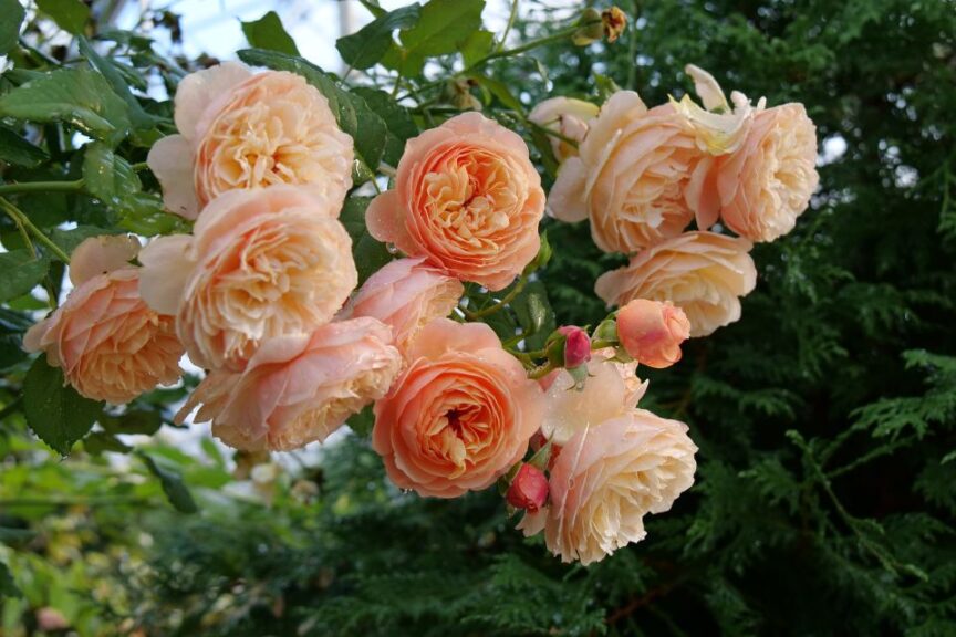 Rosa 'Flavorette Honey-Apricot' (Spring Meadow Nursery)