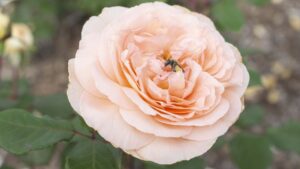 Give a Big Cheer for These Peach Fuzz Varieties