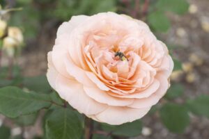 Rosa 'Parfuma Bliss' (Star Roses and Plants)