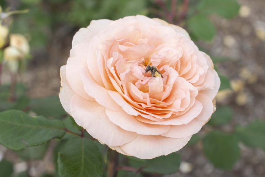 Rosa 'Parfuma Bliss' (Star Roses and Plants)