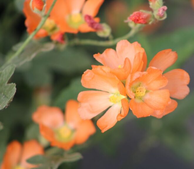 Sphaeralcea 'Orange Crush' (Star Roses and Plants)