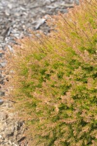 Thuja 'Fire Chief' (Star Roses and Plants)