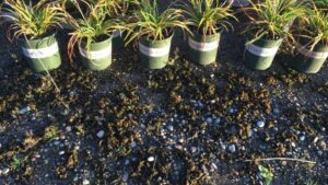 Managing Nostoc Algae in Greenhouses