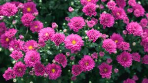 White’s Nursery and Greenhouses Shutting Down Its Wholesale Greenhouse Division