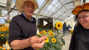 Revisiting CAST 2024: Videos on Green Fuse, Sakata, and Syngenta Flowers Varieties