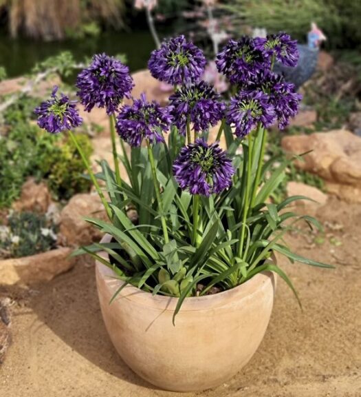 Agapanthus 'Blackjack' (Plant Development Services Inc.)