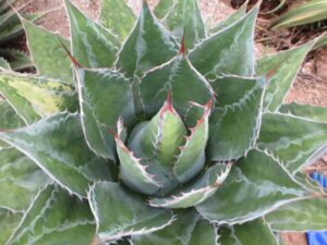 Agave 'Montana' (Rancho Tissue Technologies)