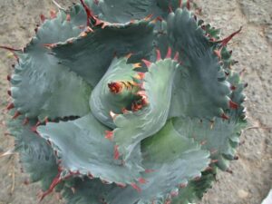Agave isthmensis × parrasana 'Rotunda' (Rancho Tissue Technologies)