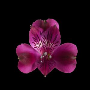 Alstroemeria 'Inticancha Paraíso' (HilverdaFlorist)