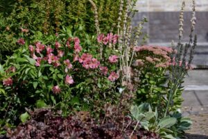 Alstroemeria 'Summer Paradise Summer Rose' (HilverdaFlorist)