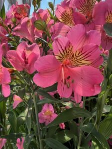 Alstroemeria 'Summer Rose' (HilverdaFlorist)