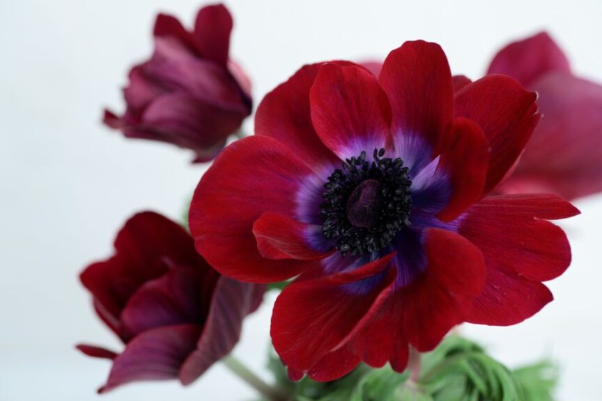 Anemone 'Gemstone Chocolate' (Sakata Ornamentals()