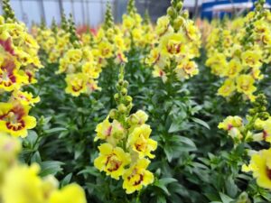 Antirrhinum 'DoubleShot Yellow Red Heart' (Hem Genetics)