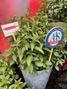 Antirrhinum Doubleshot series (Hem Genetics)