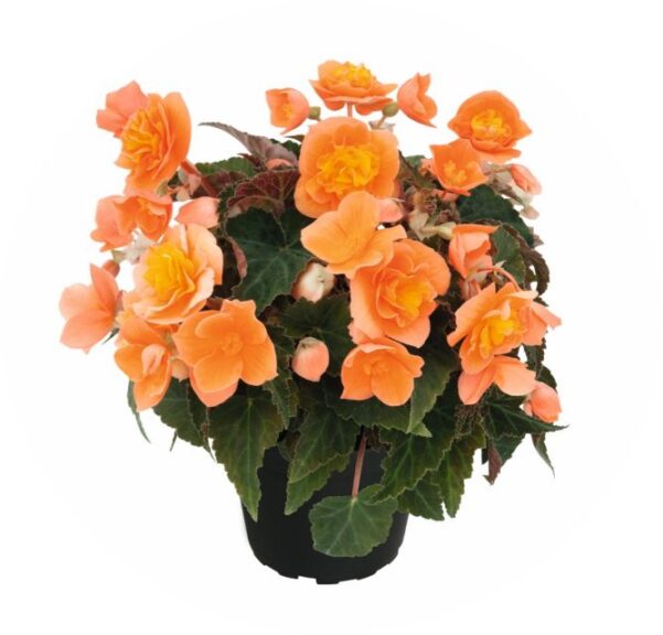 Begonia 'Bellissa Orange' (Kientzler)