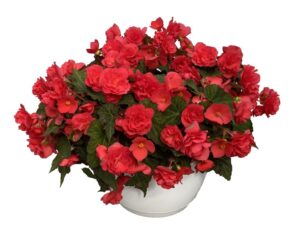 Begonia 'Bellissa Red' (Kientzler)