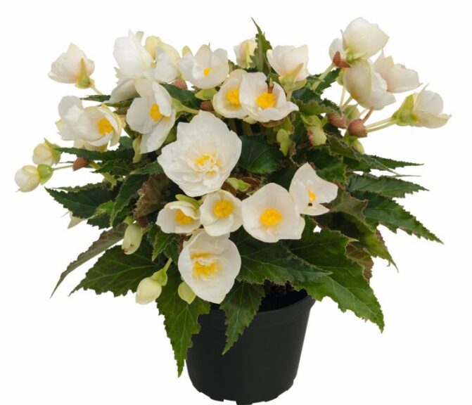 Begonia 'Bellissa White' (Kientzler)