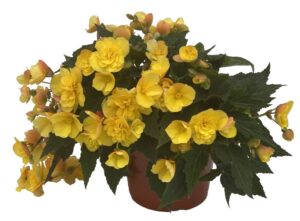 Begonia 'Bellissa Yellow' (Kientzler)