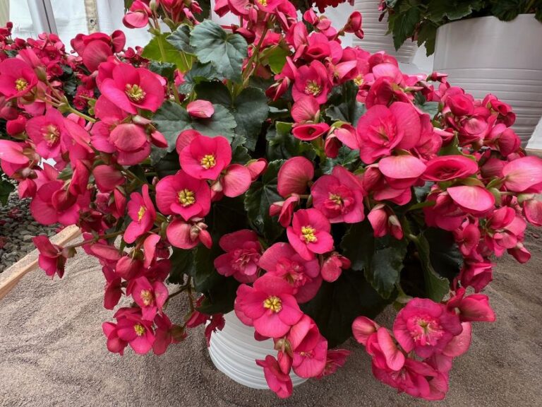Begonia 'Dreams Macarazz' (Beekenkamp)