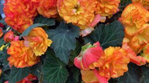 Begonias, Dahlias, and Other Plants That Popped from Syngenta and Benary at CAST